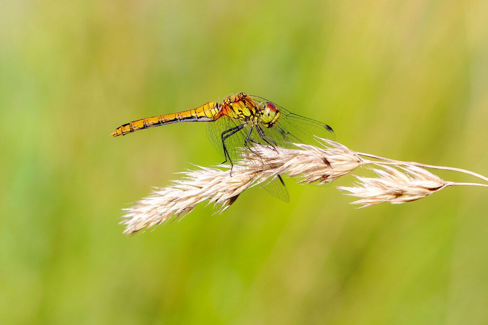 Photograph by Светлана Долотова