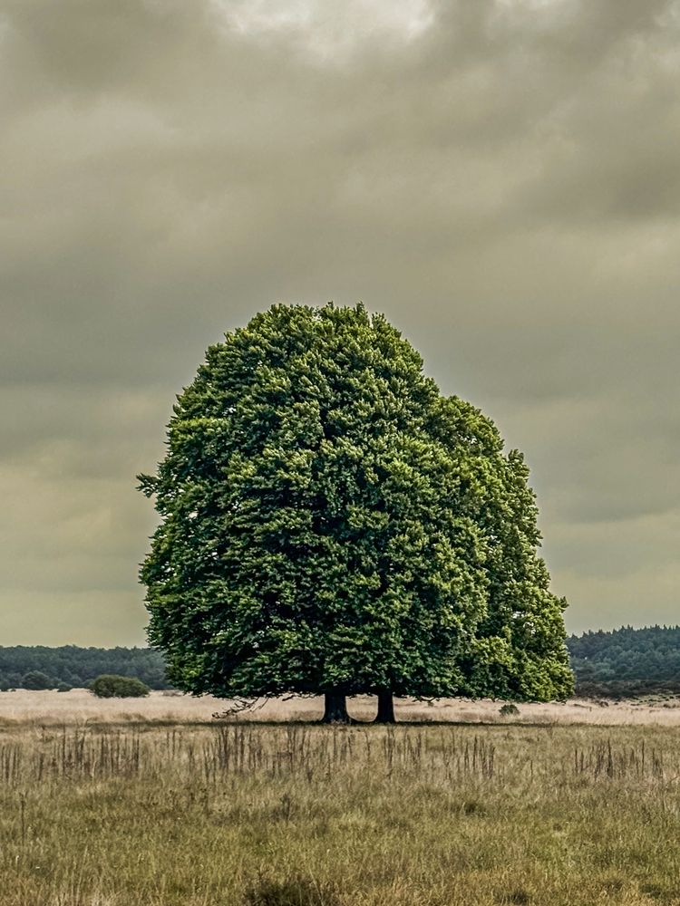 Silent Presence