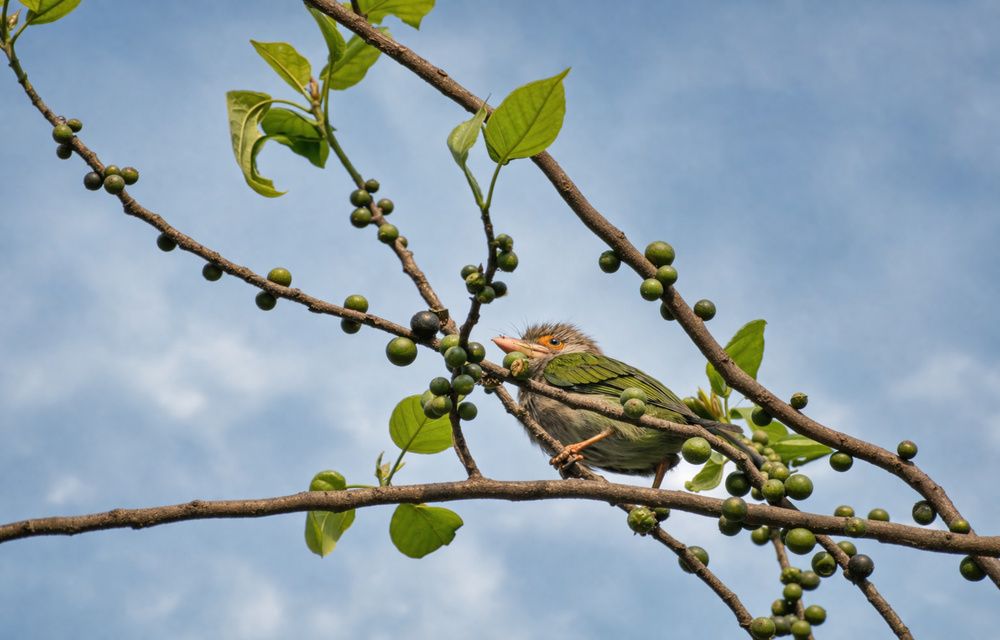 Photograph by PRADIP NANDI