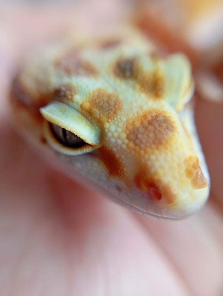 Photo #13655387