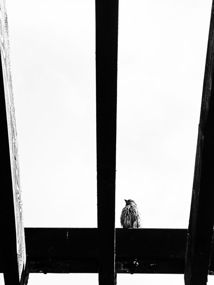 Photograph by Старк Ярослав