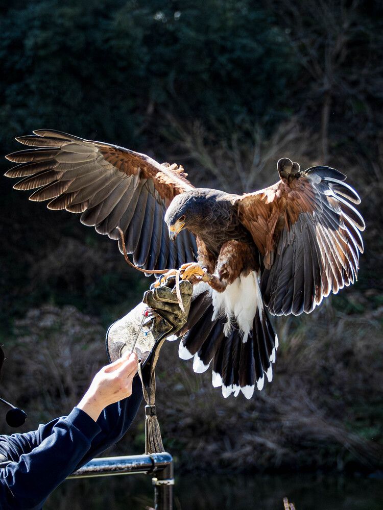 Photograph by Gunma No UMA