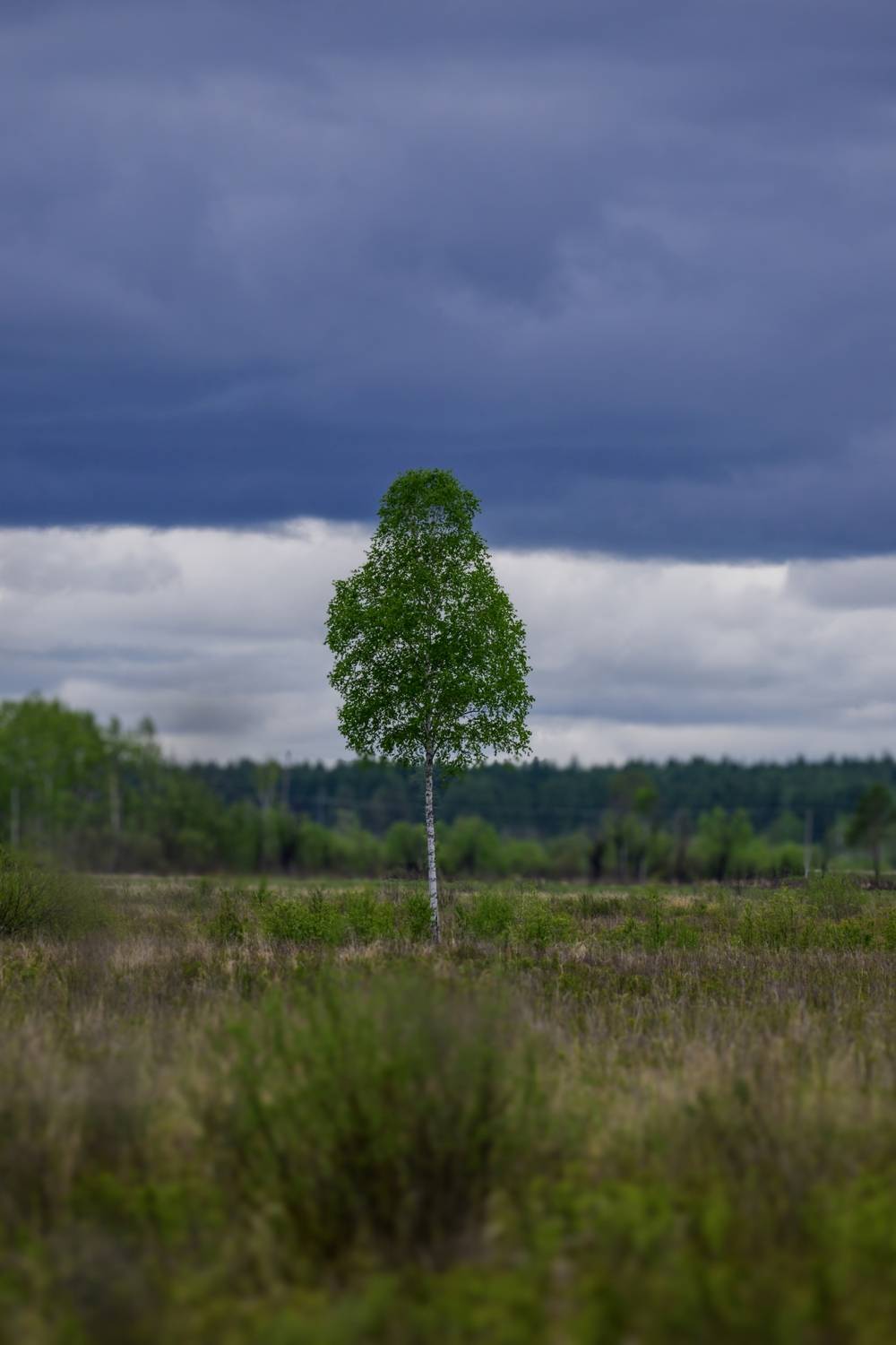 Photo #13655786