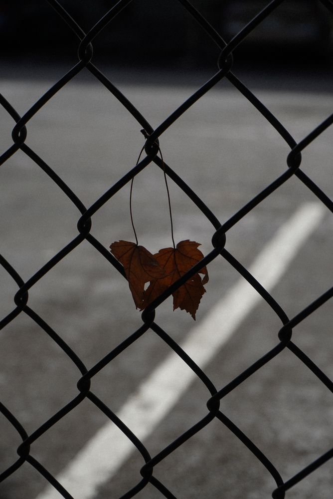Photograph by Ирина Шауро