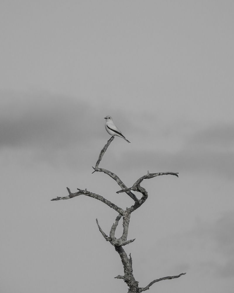 Monjita Blanca