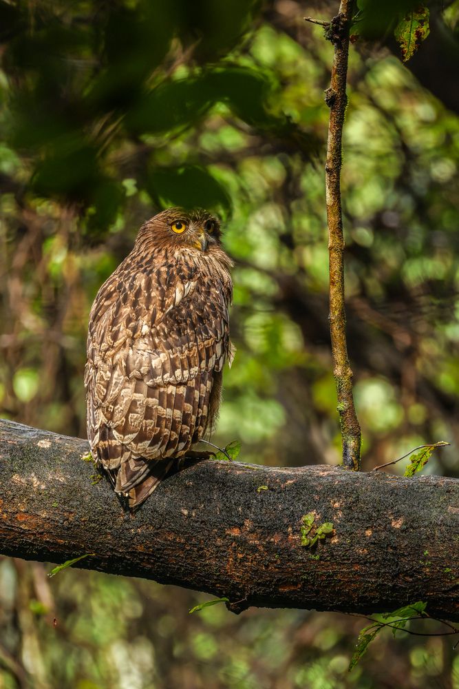 Photograph by Shalini Jain
