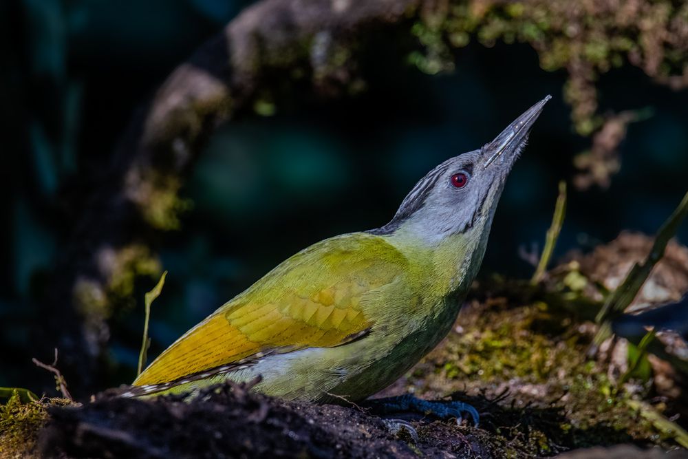 Photograph by Shalini Jain