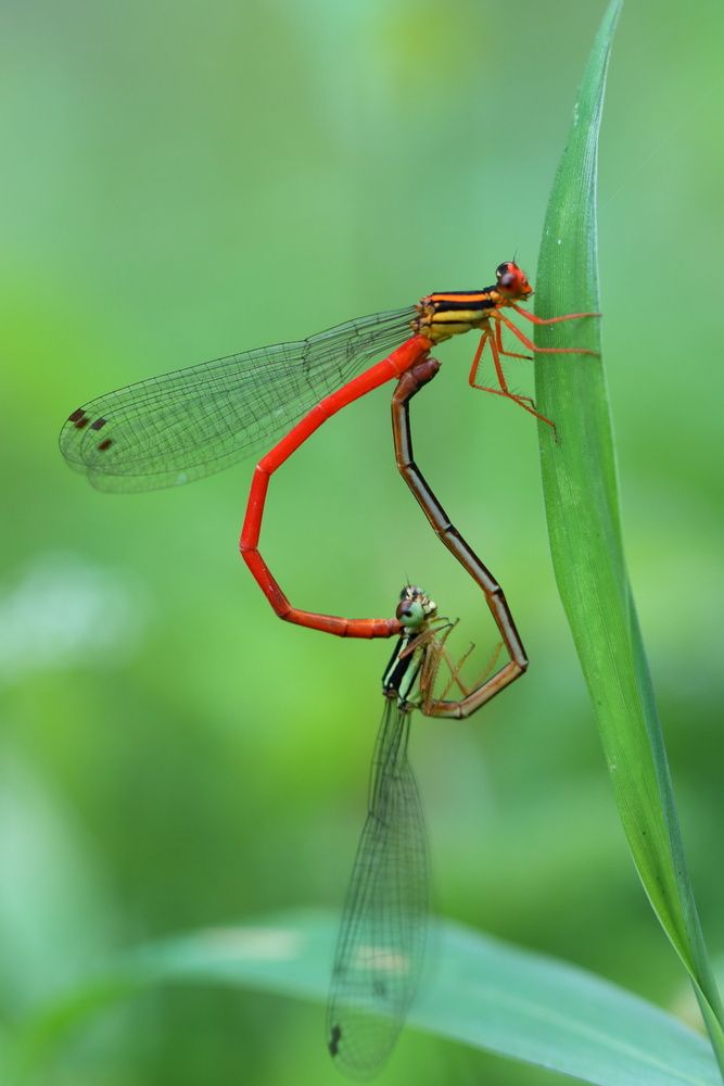 Love in the air, red damselflies