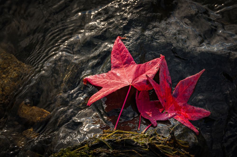Photograph by Алексей Козлов