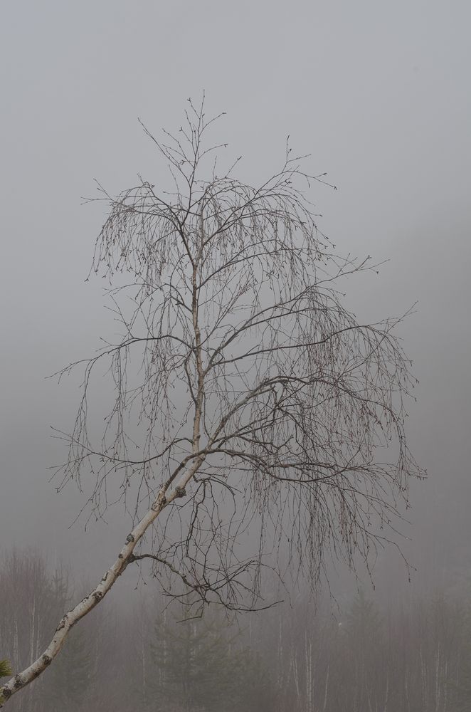 Photograph by Анна Орехова