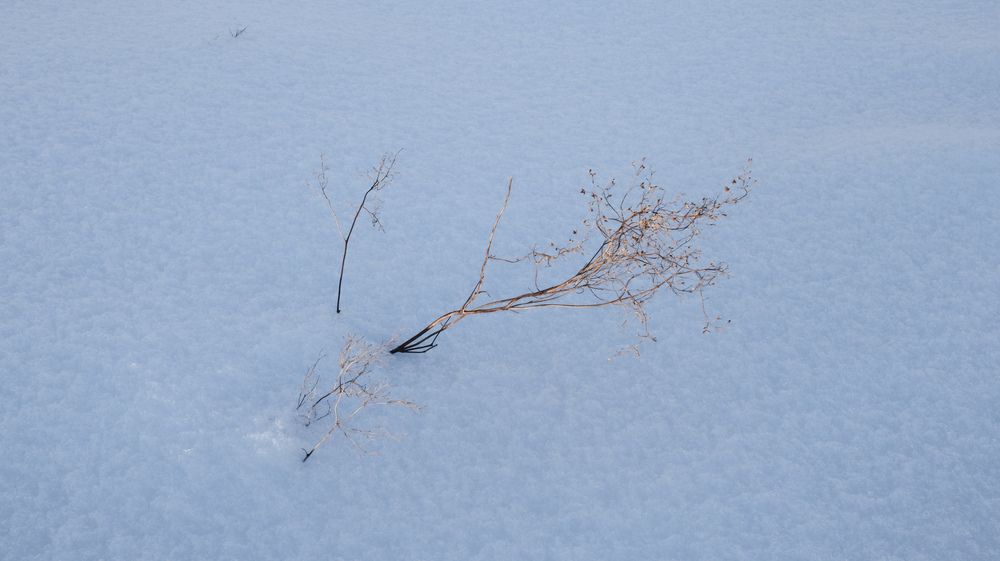 Photo #13656295