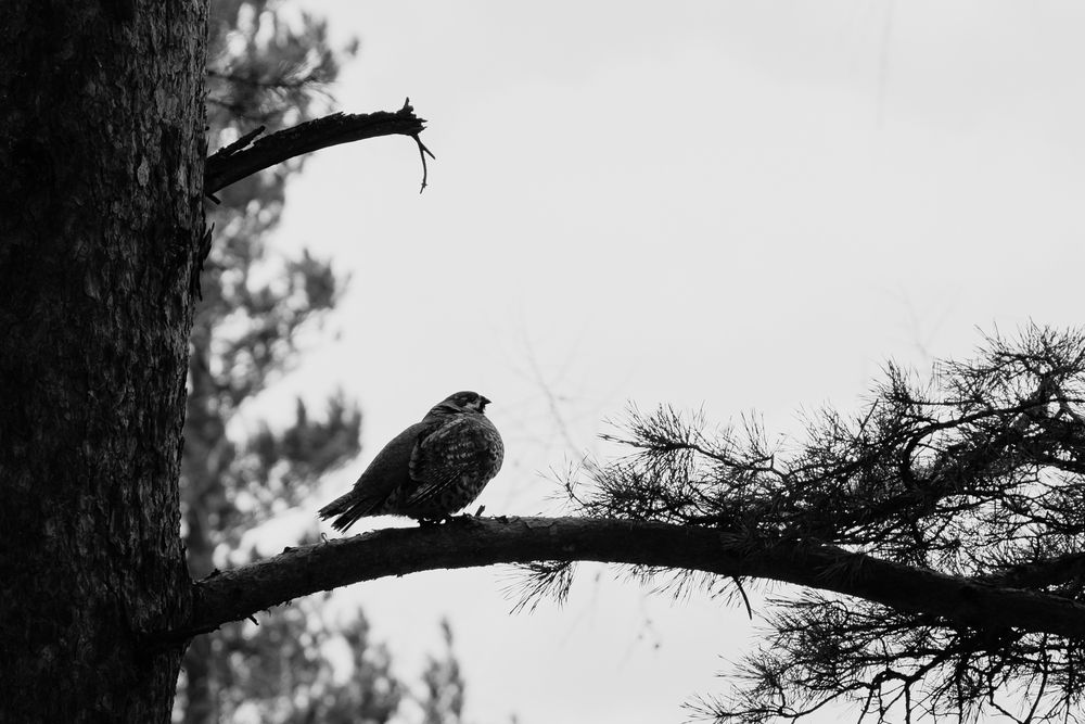 Photograph by Татьяна Лисейцева