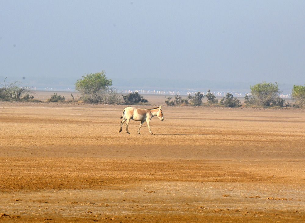 Photograph by sunil kumar mukhopadhyay