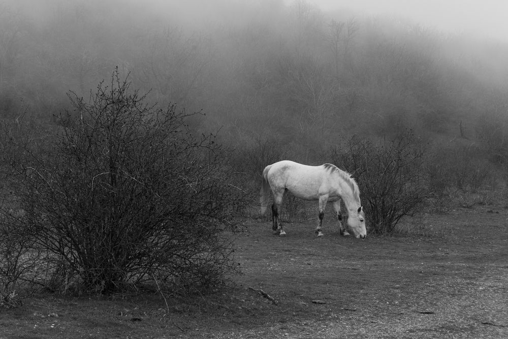Photograph by Альфия Хабирова
