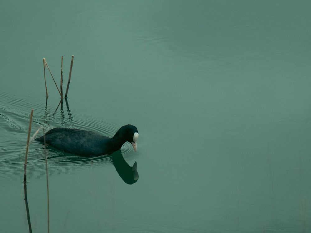 Photo #13656700