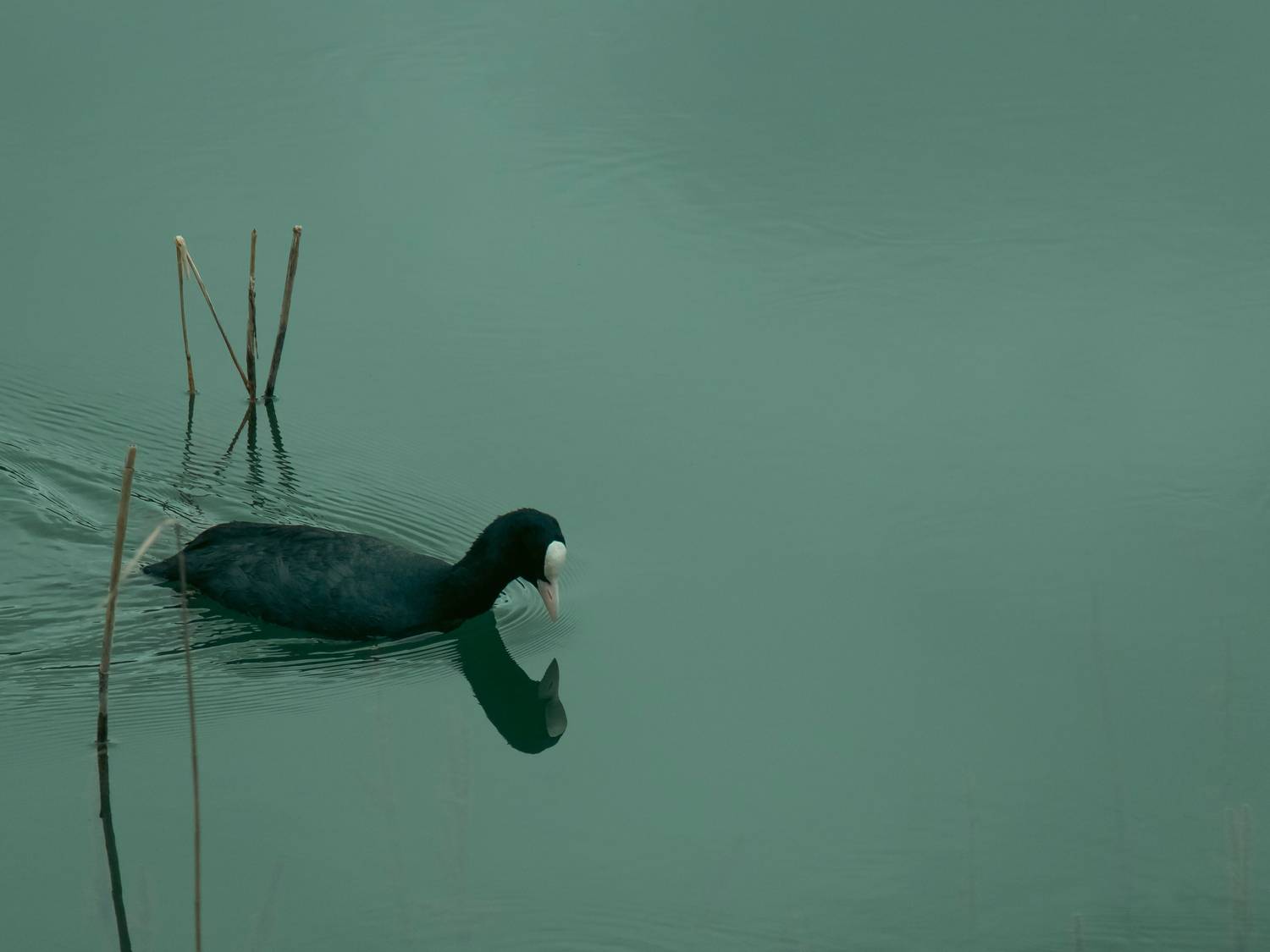 Photo #13656700