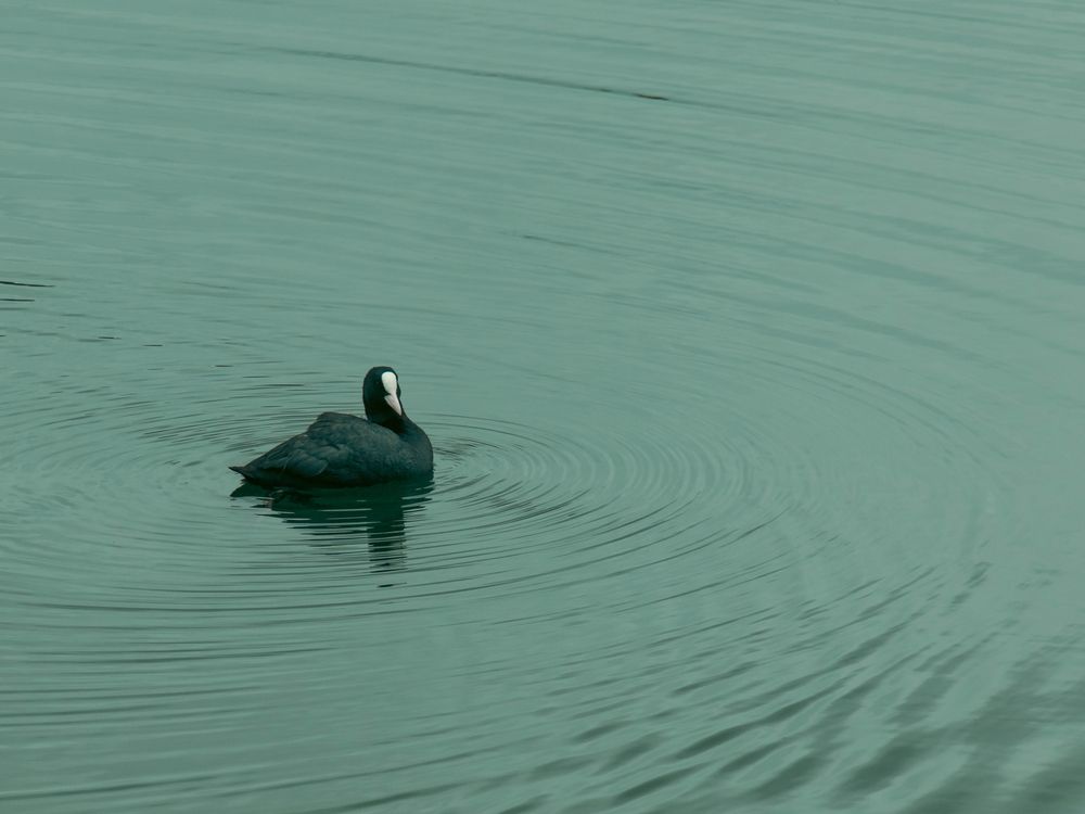 Photo #13656709