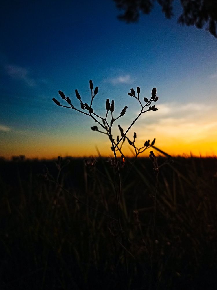 Фотография автора Souvik Bhattacharyya