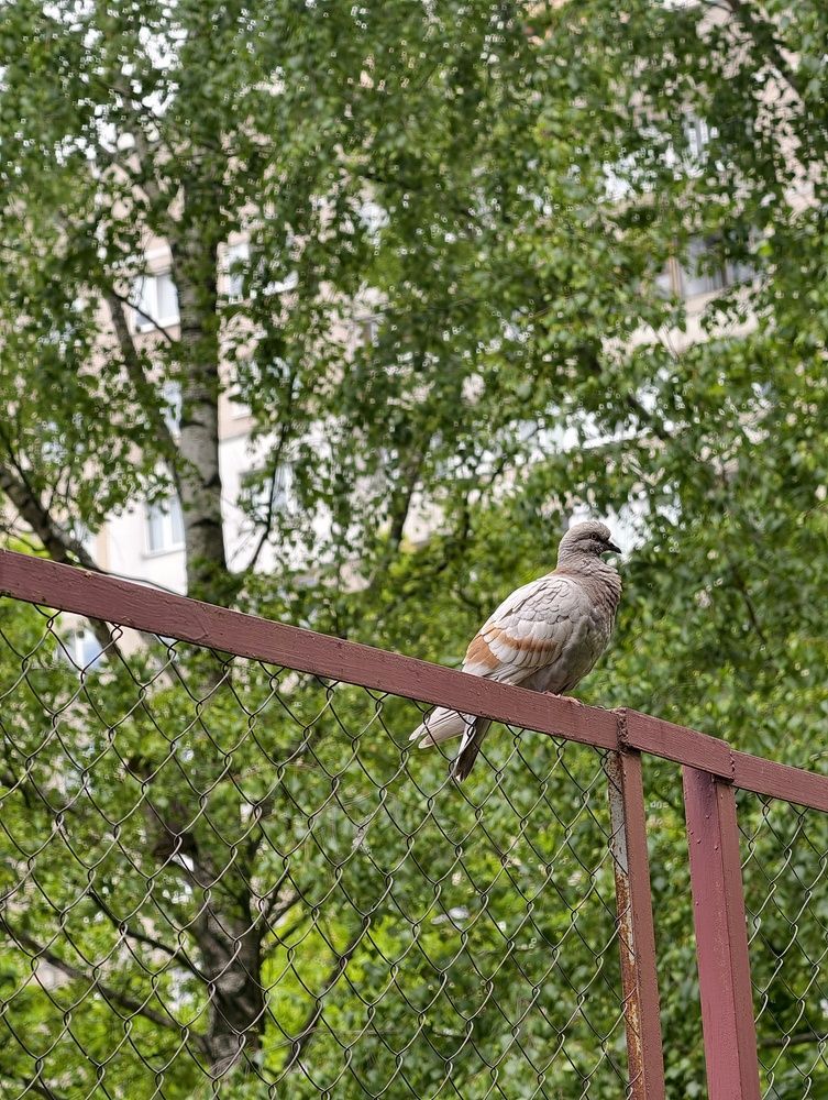 Photo #13656960