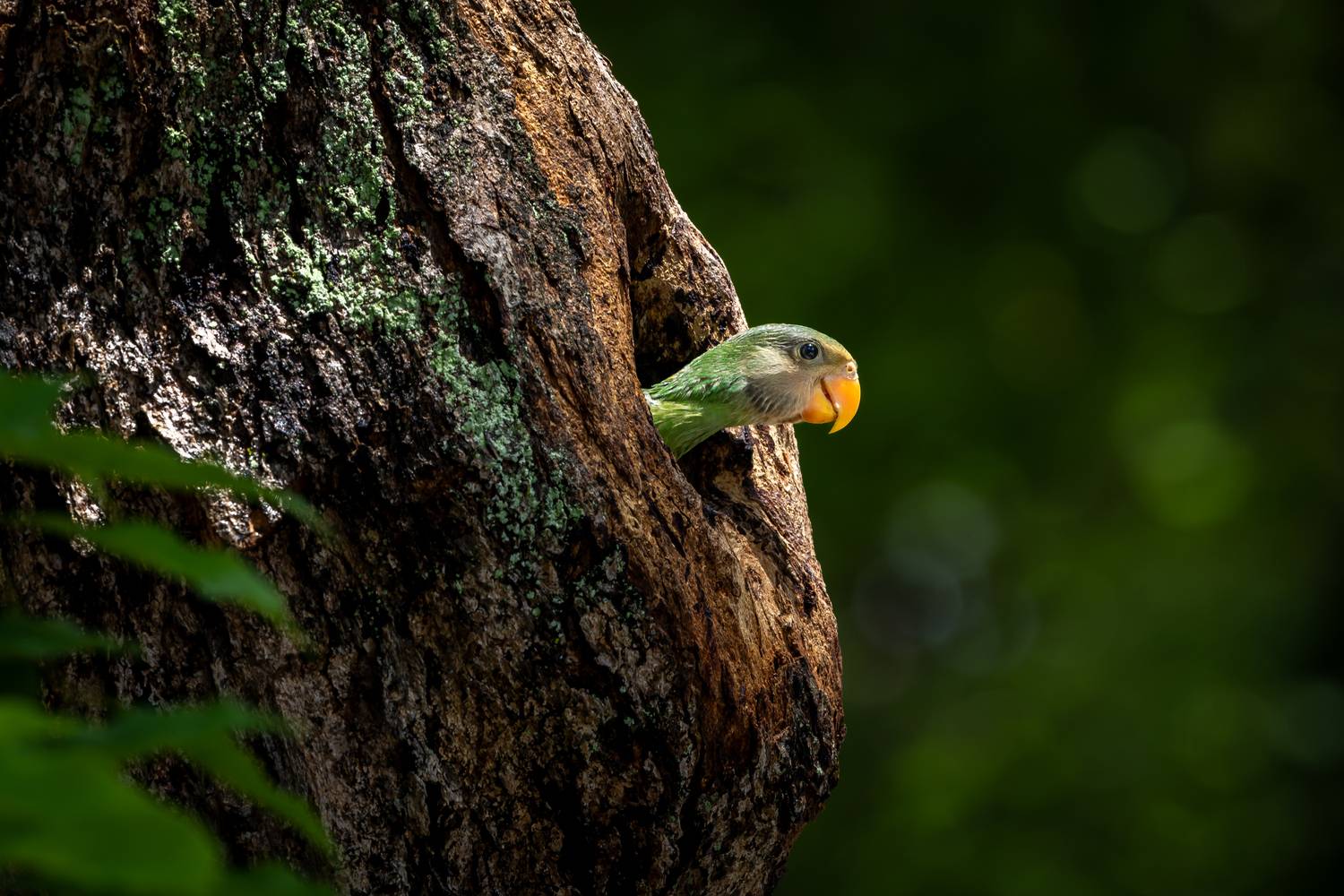 Nestling at Dawn