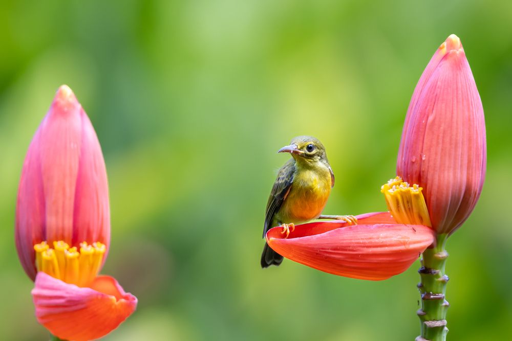 Chick among Flowers
