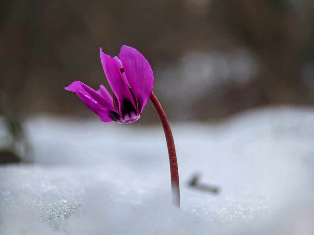 Cyclamen
