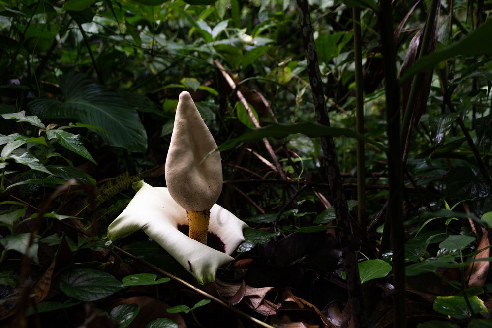 Amorphophallus Flower Sumatra