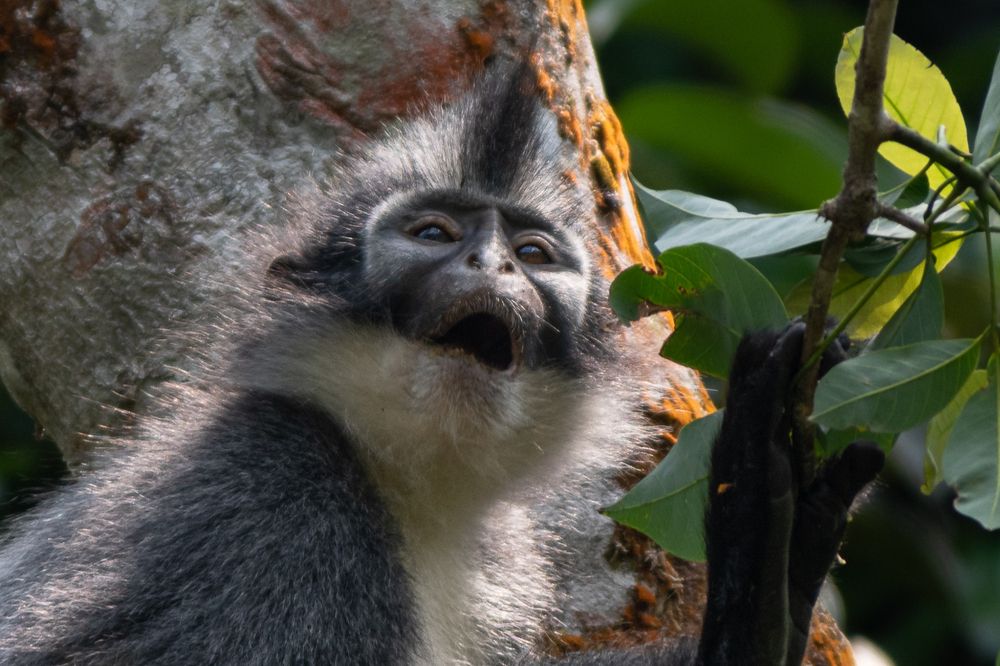 Thomas Leaf Monkey Sumatra