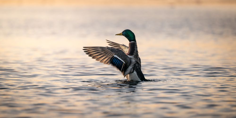 Photograph by Dimitar Titov