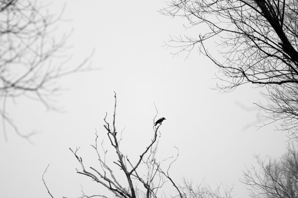 Photo #13657557