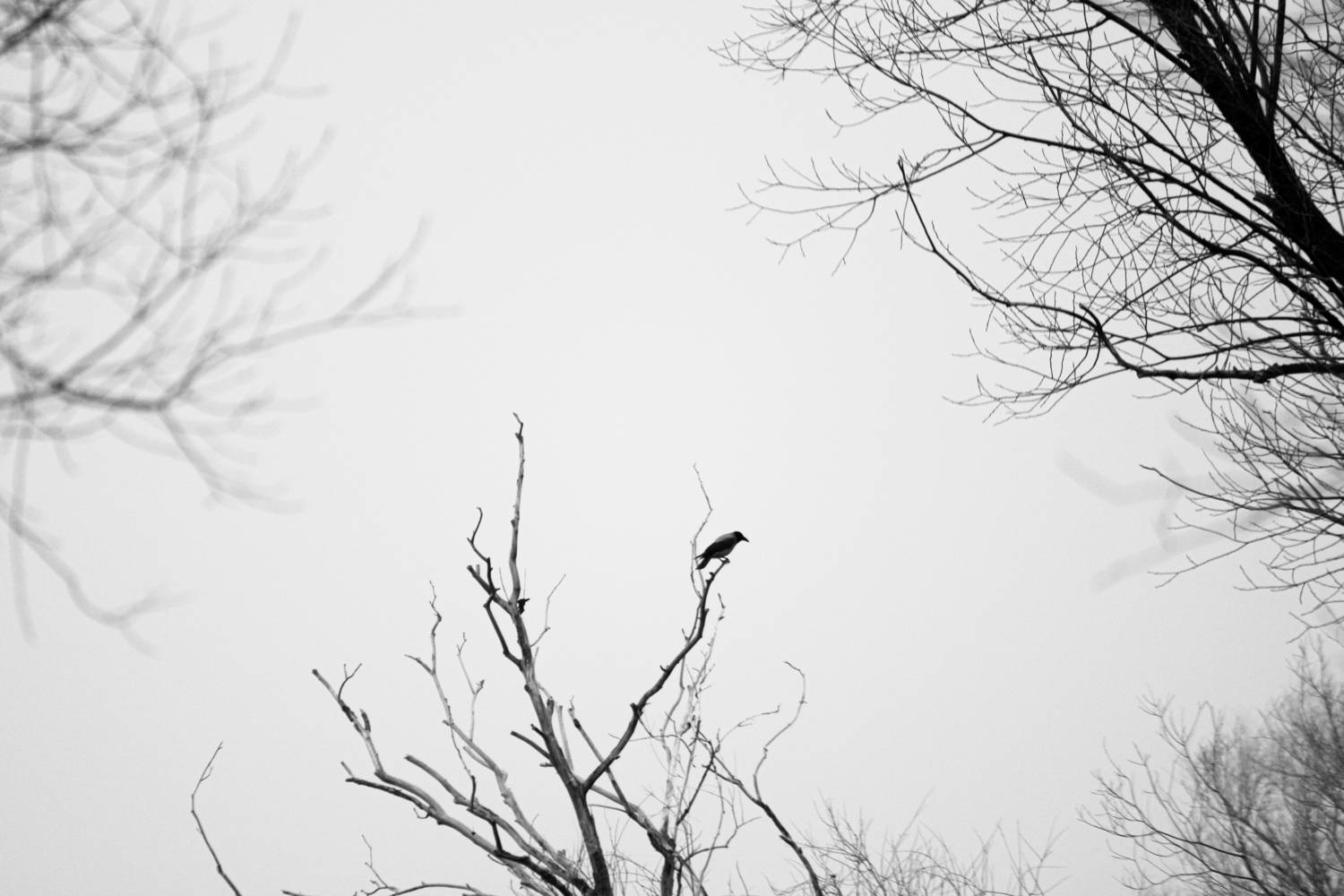 Photo #13657557