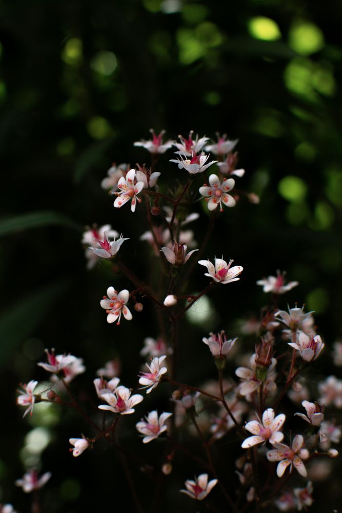 Photograph by Екатерина Каптелина