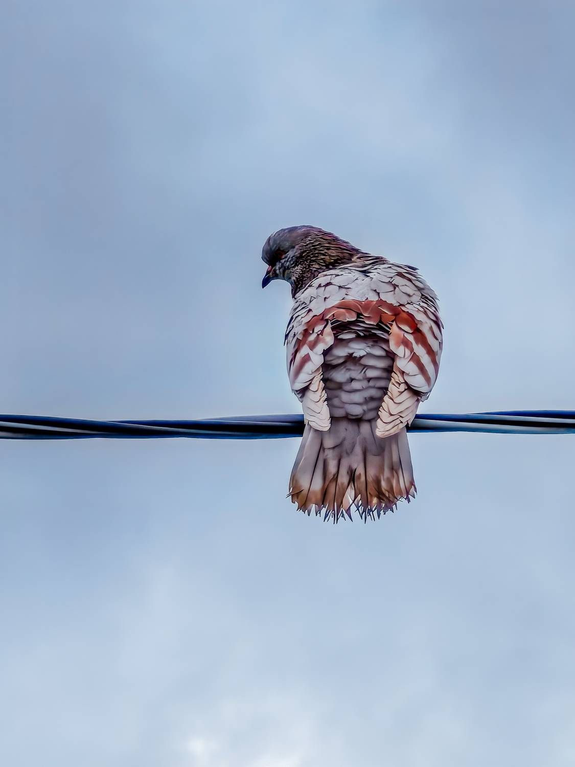 Photo #13657629