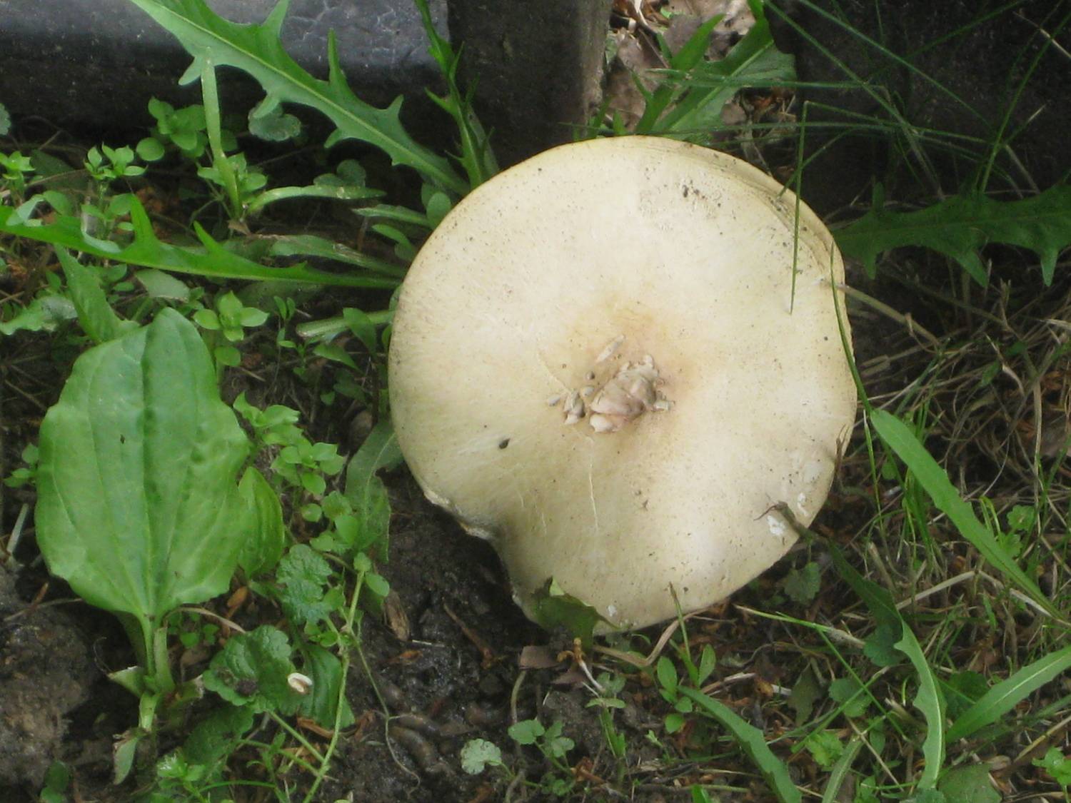 Грибок