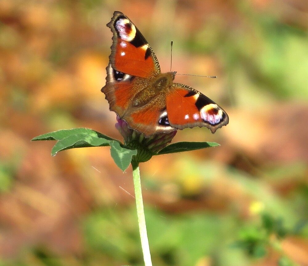 Photograph by Лариса Басова