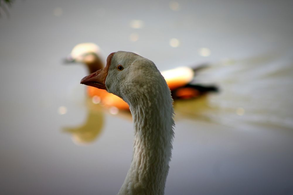 Photograph by Martin Ice