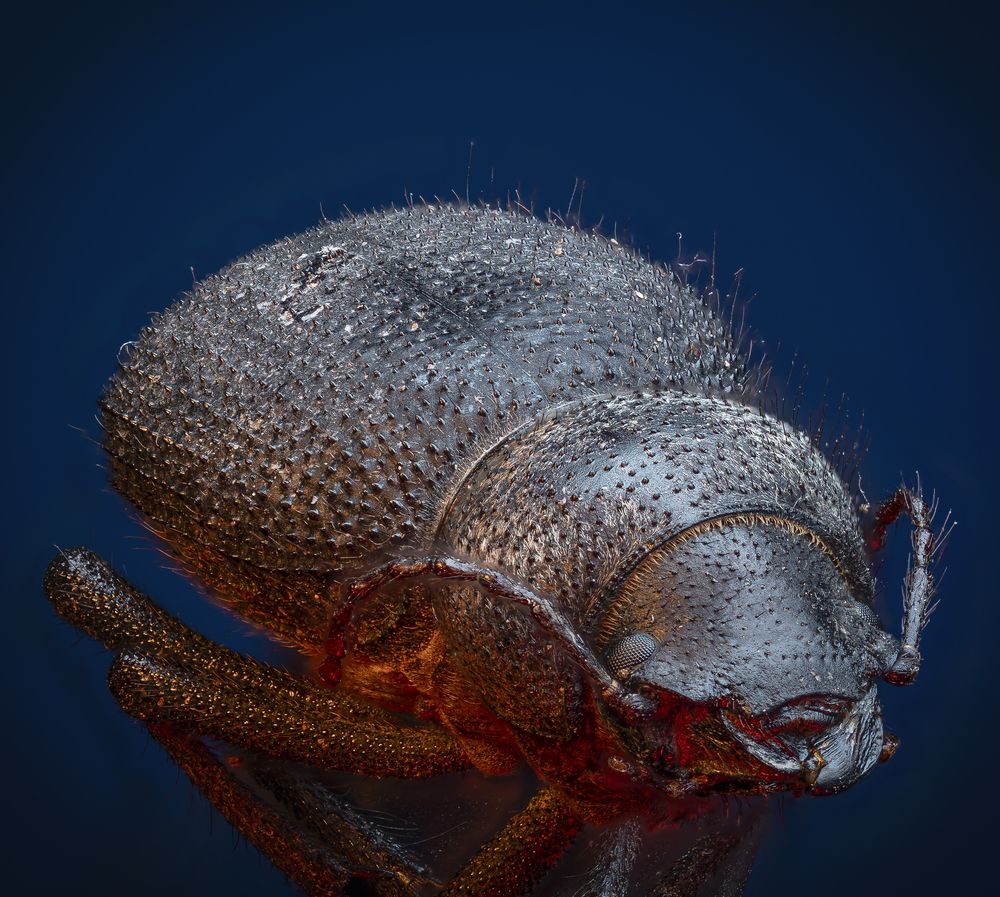mini monster
