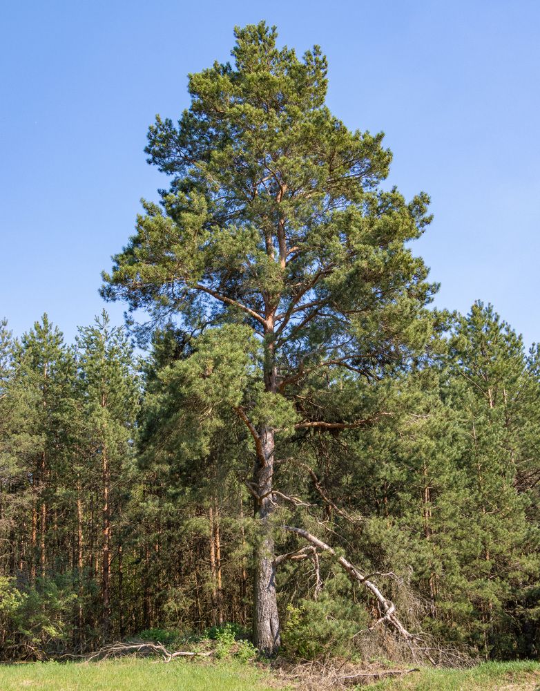 Photograph by Сергей Щербаков