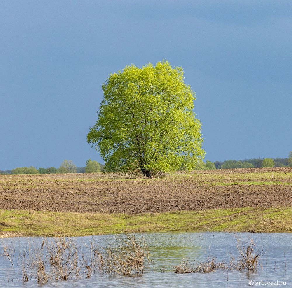 Photograph by Сергей Щербаков