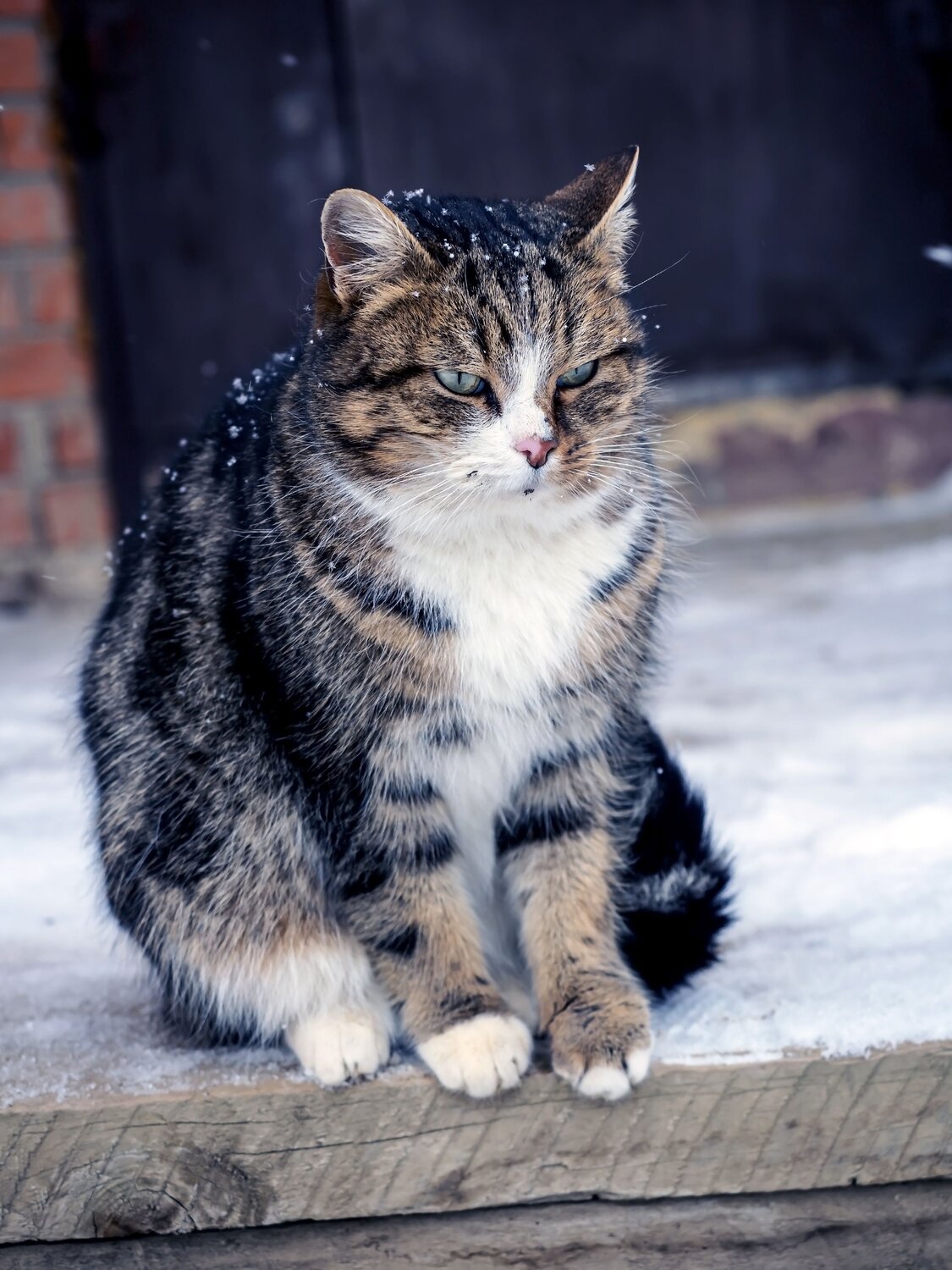 Photo #13658484