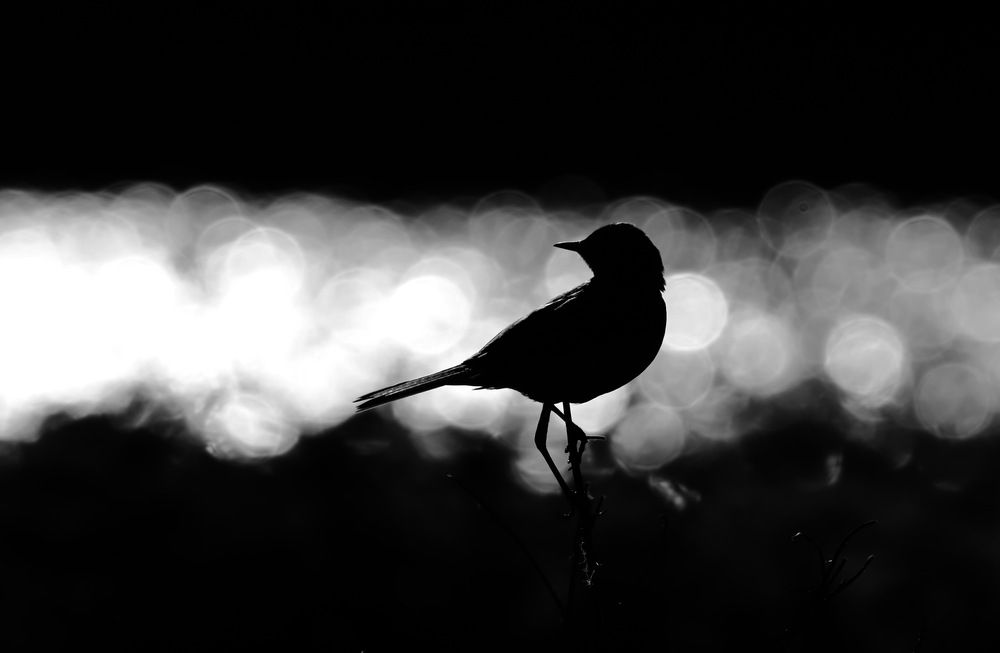 Photograph by Ника Мартынова