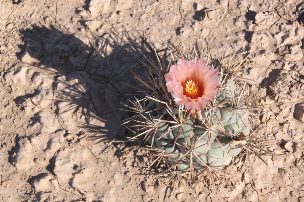 Lonley cactus