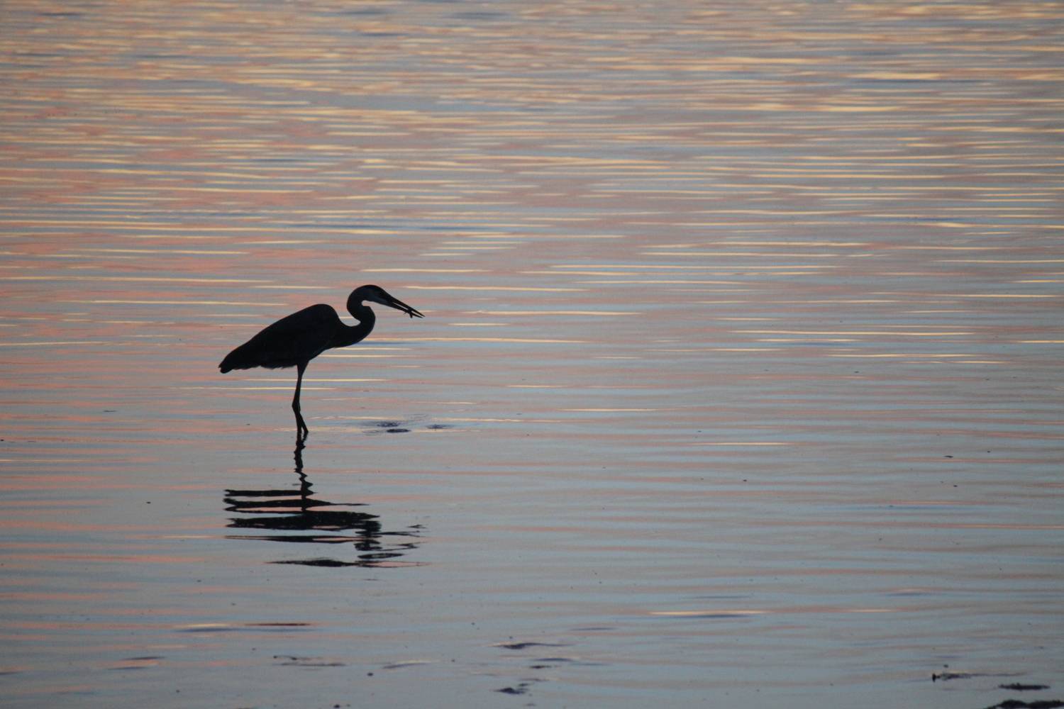 The lonesome fisher