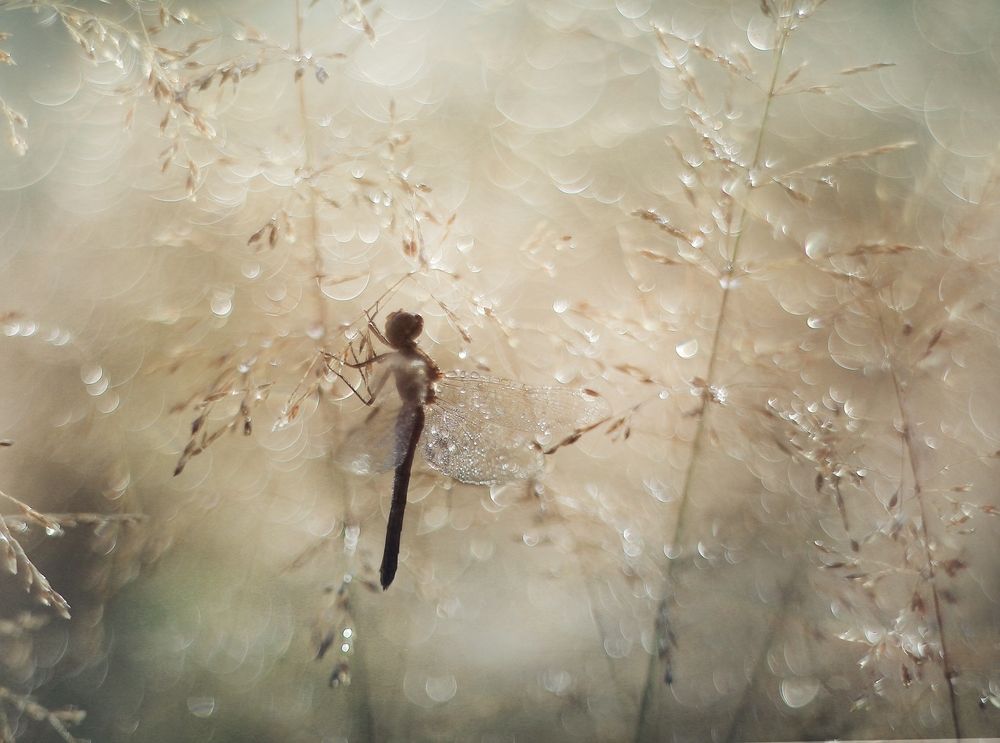 Photograph by Валентина Евсеева