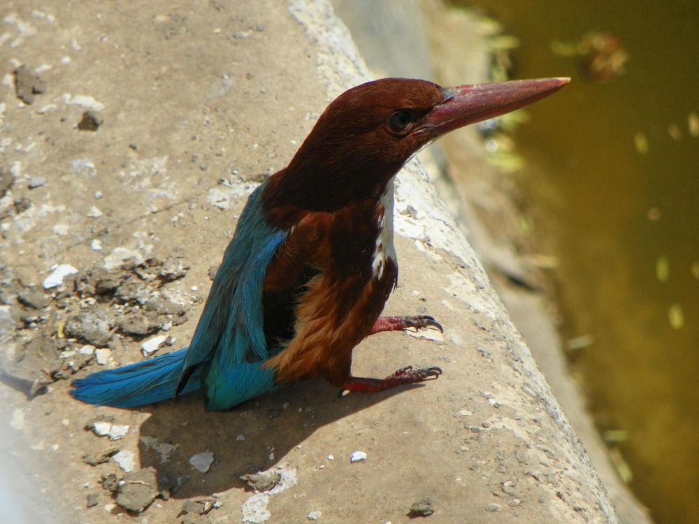 UCCELLO
