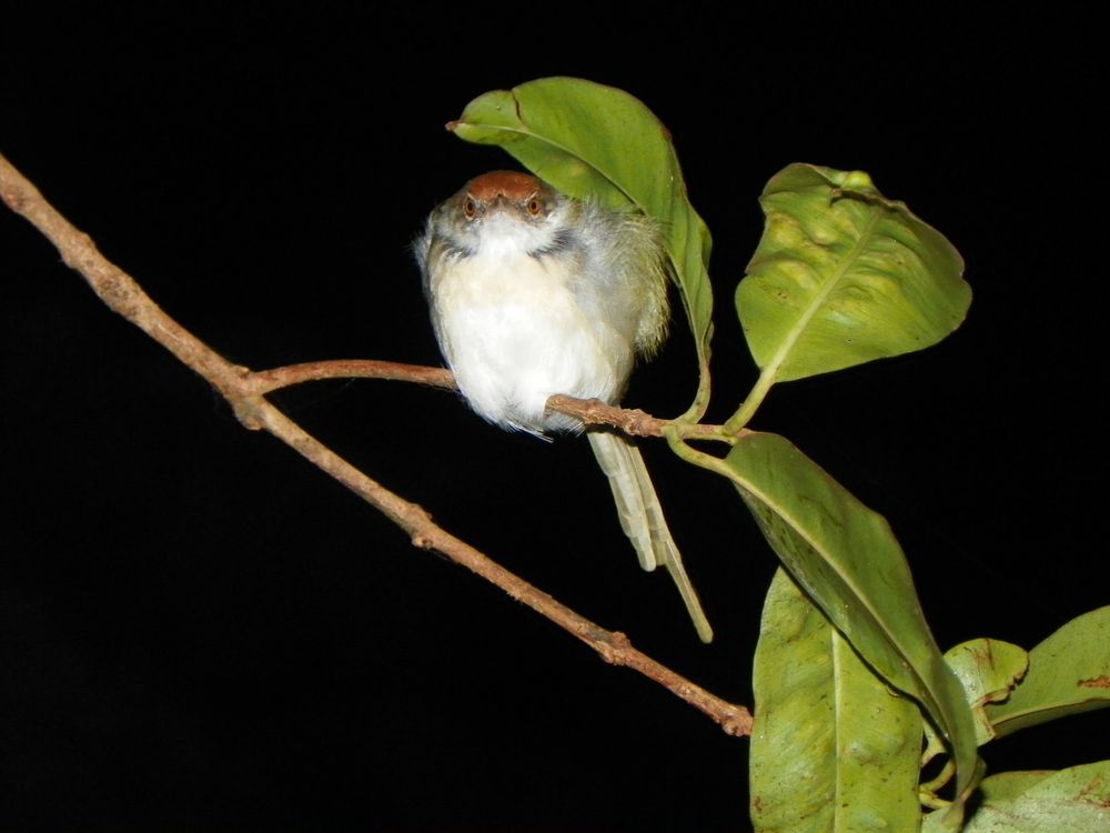 UCCELLINO