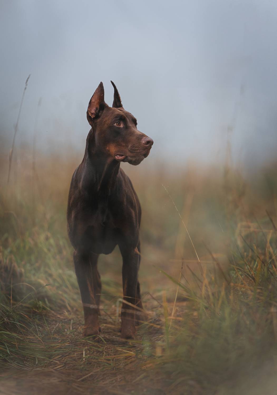 Photo #13659330