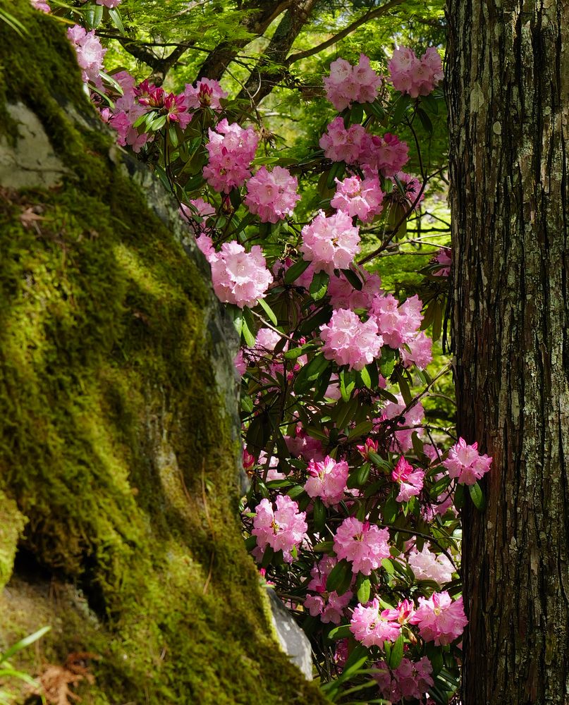 Peeking Blossoms