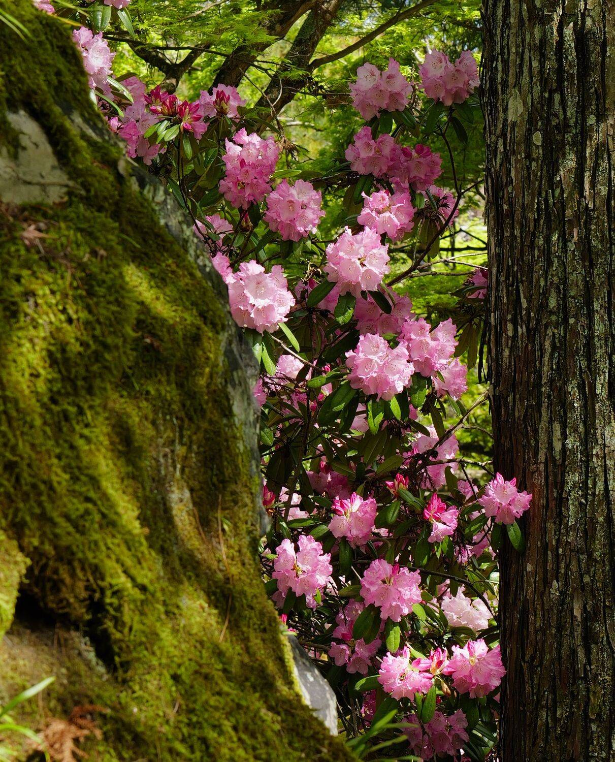 Peeking Blossoms