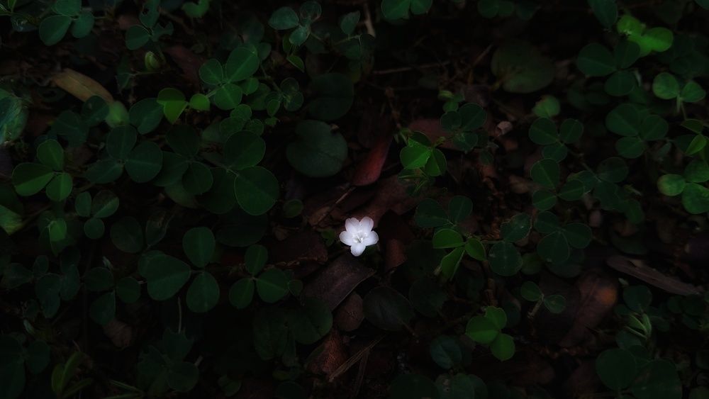 Photo #13659753
